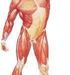 La Musculatura Humana, frontal