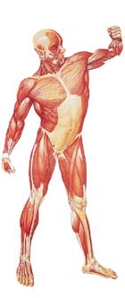 La Musculatura Humana, frontal