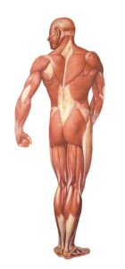 La Musculatura Humana, posterior