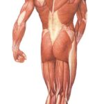 La Musculatura Humana, posterior