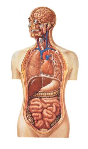Torso