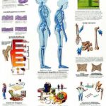 Osteoporosis
