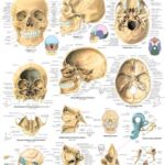El Craneo Humano