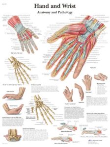 Anatomia y Patologia de la Mano y Muñeca