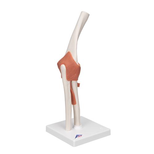 A83_02_Articulacion-del-Codo-Modelo-Funcional-3B-Smart-Anatomy