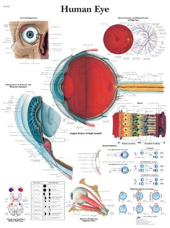 El Ojo Humano