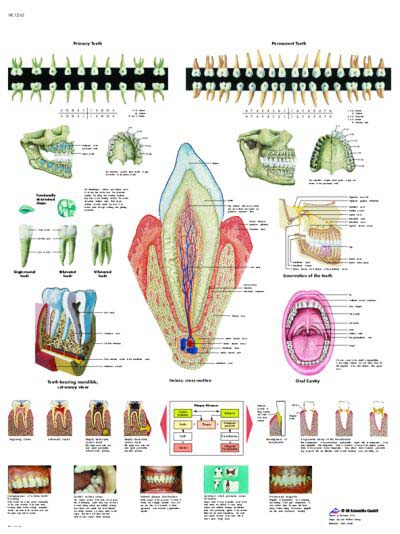 La Dentadura