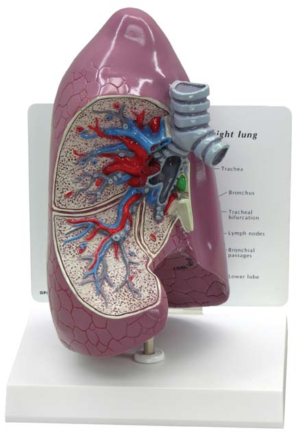 Pulmones