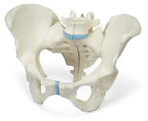 Pelvis femenina, 3-partes