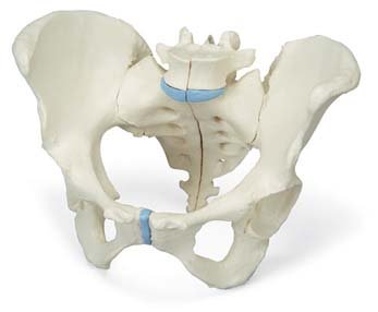 Pelvis femenina, 3-partes Pelvis femenina, 3-partes