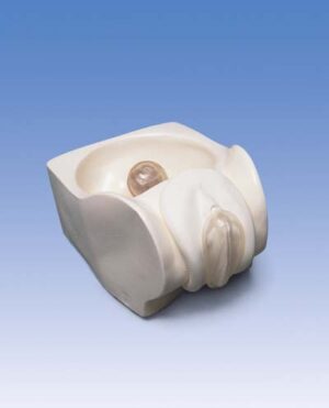 Modelo de Anticonceptivo Femenino