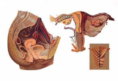 Organos Femeninos de la Pelvis Organos Femeninos de la Pelvis