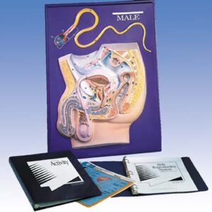 Modelo didáctico del sistema reproductor masculino