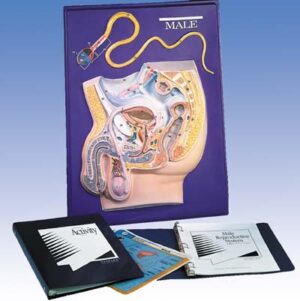 Modelo didáctico del sistema reproductor masculino