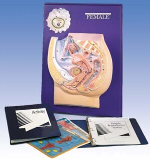 Modelo didáctico del sistema reproductor femenino