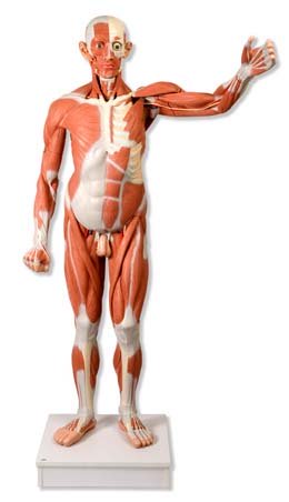 Figura muscular masculina de tamaño natural, desmontable en 37 p