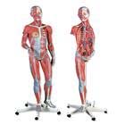 Figura con Músculos de Doble Sexo, desmontable en 45 piezas