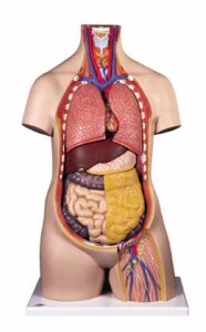 Torso clásico asexuado, 10 partes