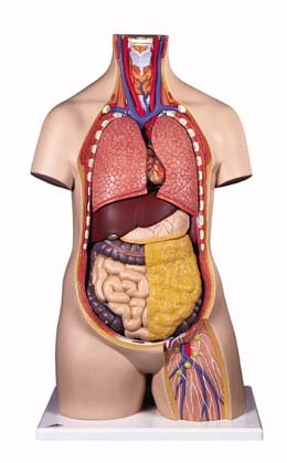 Torso clásico asexuado, 10 partes