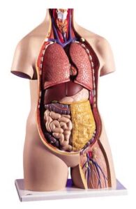 Torso clásico asexuado, 11 partes