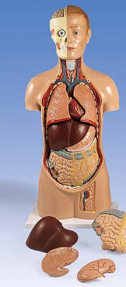 Torso asexuado, con cabeza fija, 11 partes