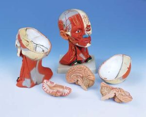 Musculatura de la cabeza y del cuello, 5 piezas