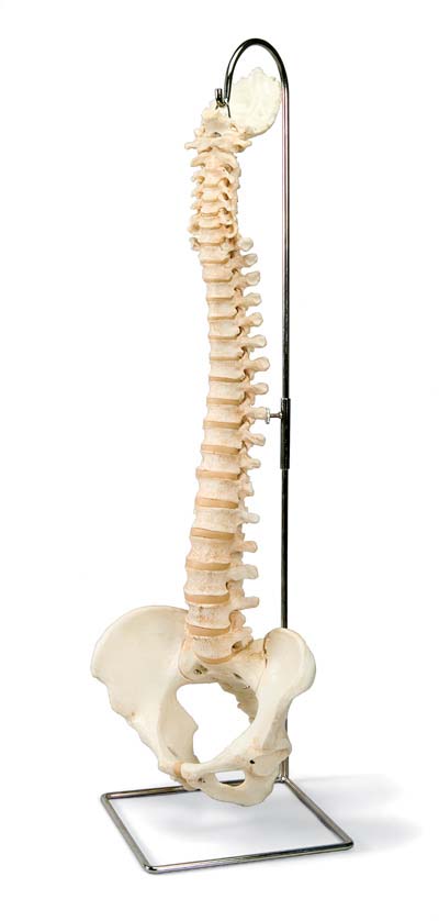 Columna vertebral miniatura, elástica, sobre soporte Columna vertebral miniatura, elástica, sobre soporte