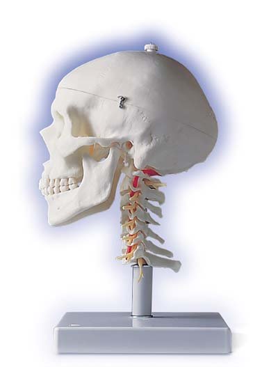 Cráneo clásico sobre columna cervical, 4 partes Cráneo clásico sobre columna cervical, 4 partes