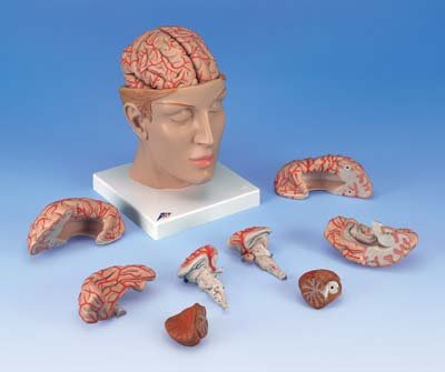 Encéfalo de lujo con arterias en la base de la cabeza, desmontab