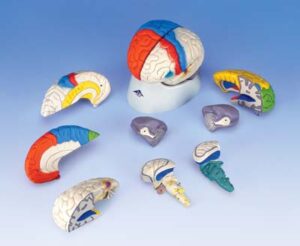 Cerebro neuro-anatómico, desmontable en 8 piezas