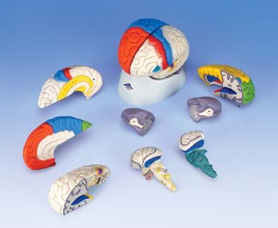 Cerebro neuro-anatómico, desmontable en 8 piezas