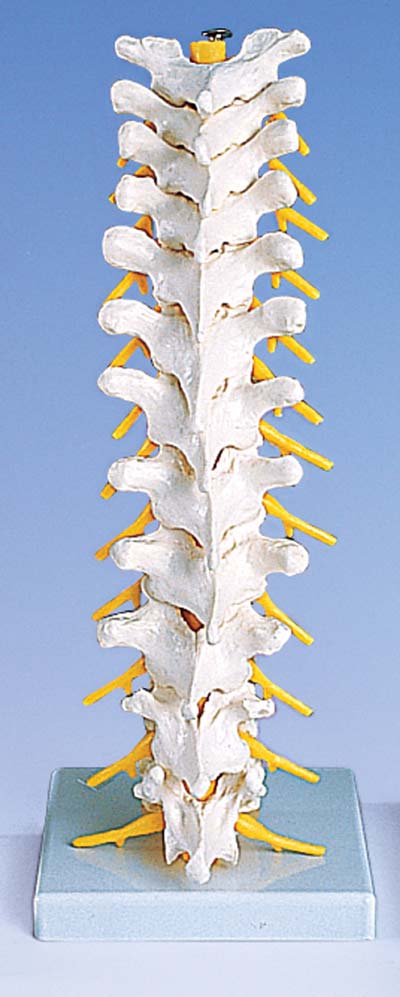 Columna dorsal