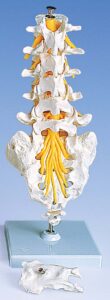 Columna vertebral lumbar