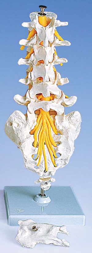 Columna vertebral lumbar