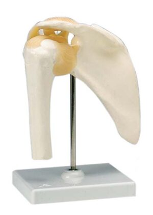 Articulación del Hombro - Modelo Funcional