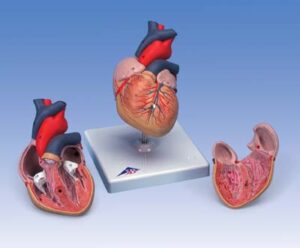 Corazones clásicos, en 2 piezas