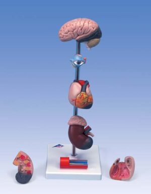 Modelo de hipertensión, de 7 piezas