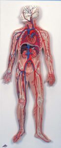 Sistema circulatorio humano