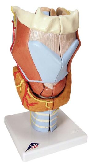 Laringe, 2 veces su tamaño natural, 7 piezas