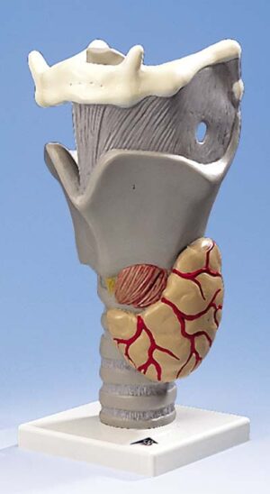 Laringe funcional, 2,5 veces su tamaño natural