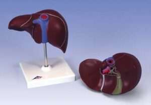 Hígado con vesícula biliar