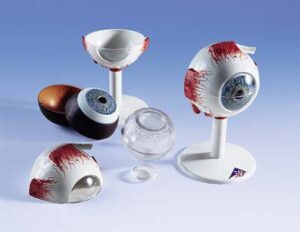 Ojo, 3 veces su tamaño natural, 6 piezas