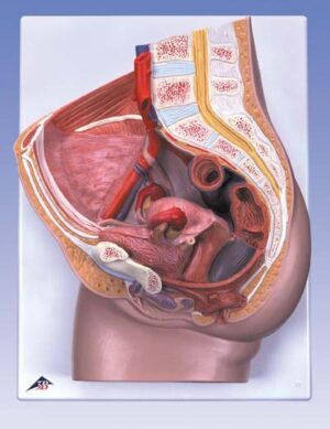 Pelvis femenina, 2 piezas