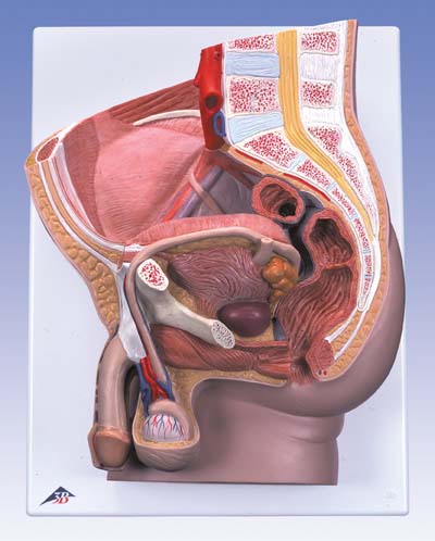 Pelvis masculina, 2 piezas Pelvis masculina, 2 piezas