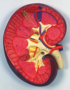 Sección del riñón, 3 veces su tamaño natural