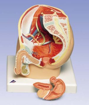 Pelvis masculina, 2 piezas