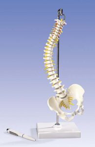 Columna vertebral miniatura, elástica, sobre soporte