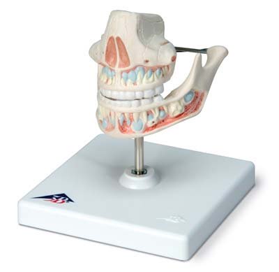 Dentadura de leche