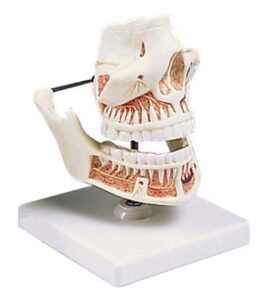 Dentadura de adulto