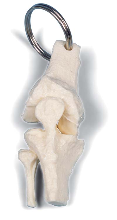 Llavero de arillo de articulacion de rodilla